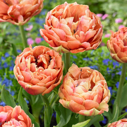 Ookch Tulipe - Set De 15 - Tulipa 'Copper Image' - Bulbes À Fleurs