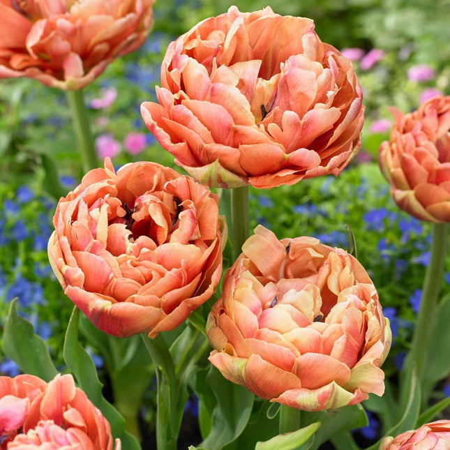Ookch Tulipe - Set De 15 - Tulipa 'Copper Image' - Bulbes À Fleurs