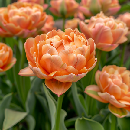 Ookch Tulipe - Set De 15 - Tulipa 'Copper Image' - Bulbes À Fleurs