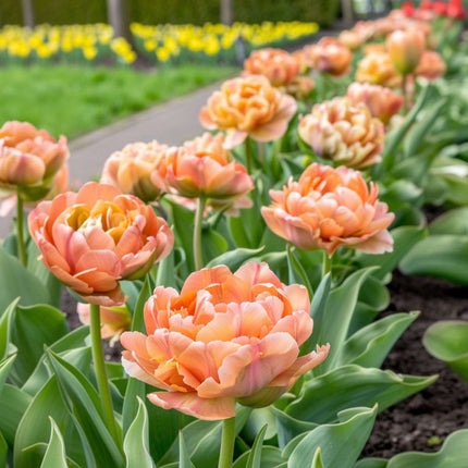 Ookch Tulipe - Set De 15 - Tulipa 'Copper Image' - Bulbes À Fleurs