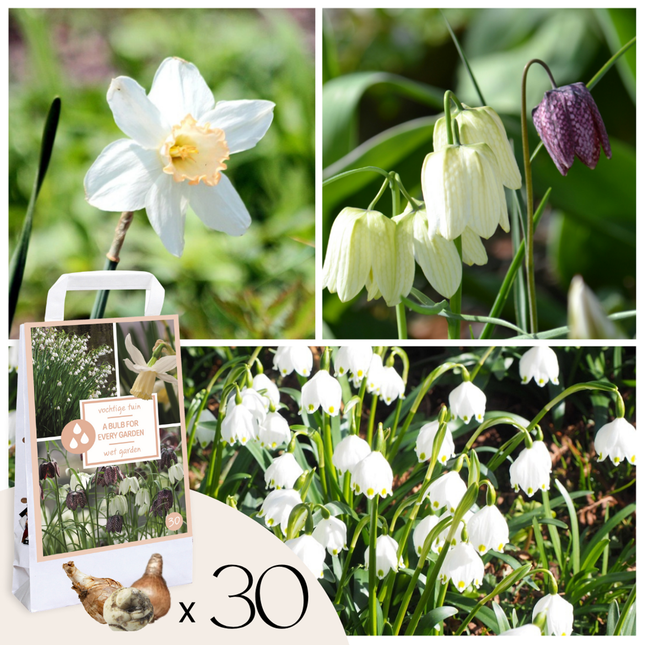 Ookch Coffret Jardin Humide - 30 Bulbes Pour Endroits Humides Et Pluvieux