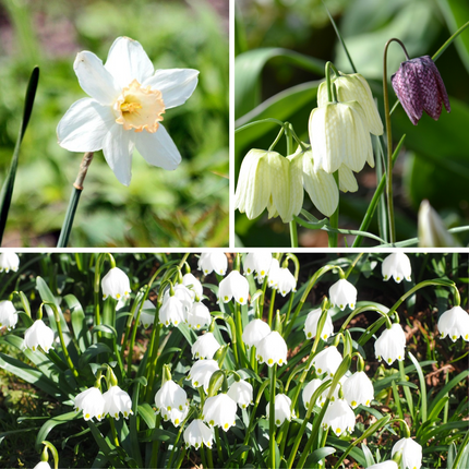 Ookch Coffret Jardin Humide - 30 Bulbes Pour Endroits Humides Et Pluvieux