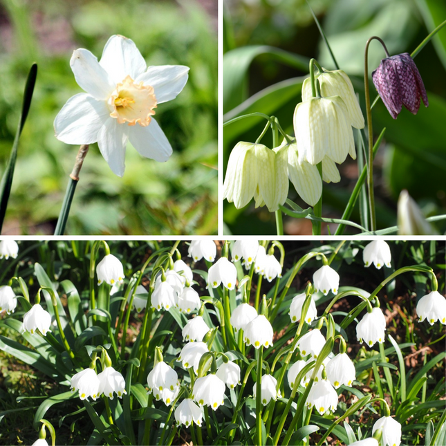 Ookch Coffret Jardin Humide - 30 Bulbes Pour Endroits Humides Et Pluvieux
