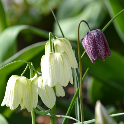 Ookch Coffret Jardin Humide - 30 Bulbes Pour Endroits Humides Et Pluvieux