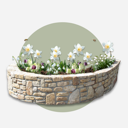 Ookch Coffret Jardin Humide - 30 Bulbes Pour Endroits Humides Et Pluvieux