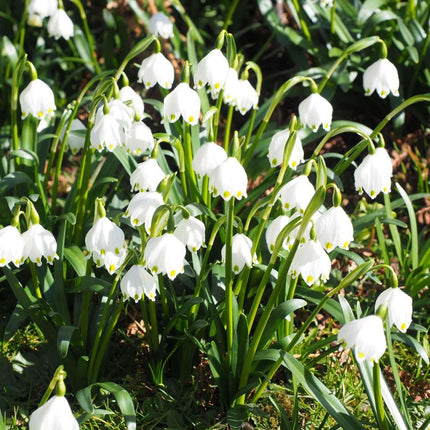 Ookch Coffret Jardin Humide - 30 Bulbes Pour Endroits Humides Et Pluvieux