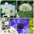 Ookch Bulbes - 30 Pièces - Coffret Sunny Garden - Anémone, Allium, Narcisse