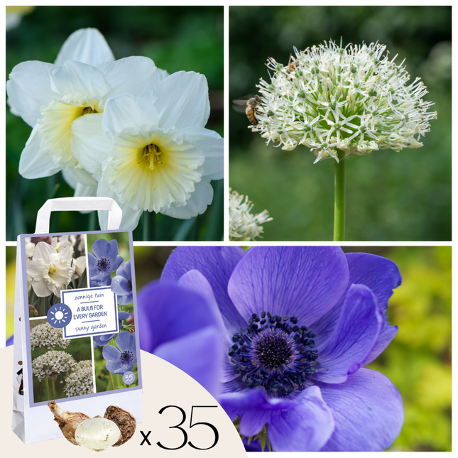 Ookch Bulbes - 30 Pièces - Coffret Sunny Garden - Anémone, Allium, Narcisse