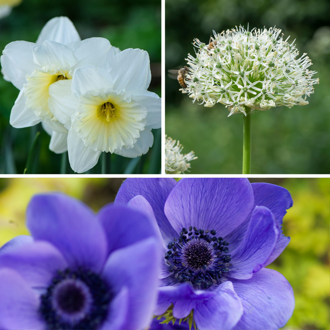 Ookch Bulbes - 30 Pièces - Coffret Sunny Garden - Anémone, Allium, Narcisse