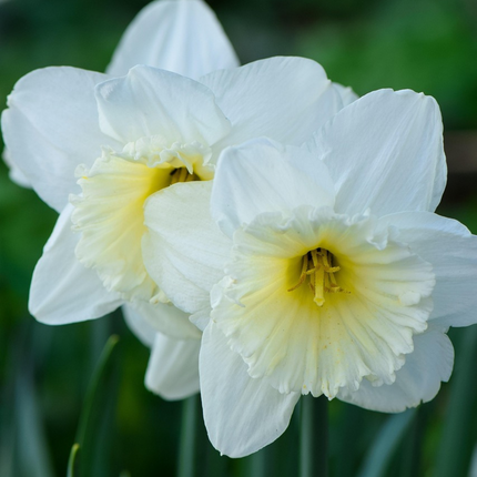 Ookch Bulbes - 30 Pièces - Coffret Sunny Garden - Anémone, Allium, Narcisse