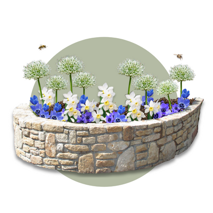 Ookch Bulbes - 30 Pièces - Coffret Sunny Garden - Anémone, Allium, Narcisse