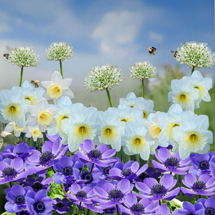 Ookch Bulbes - 30 Pièces - Coffret Sunny Garden - Anémone, Allium, Narcisse