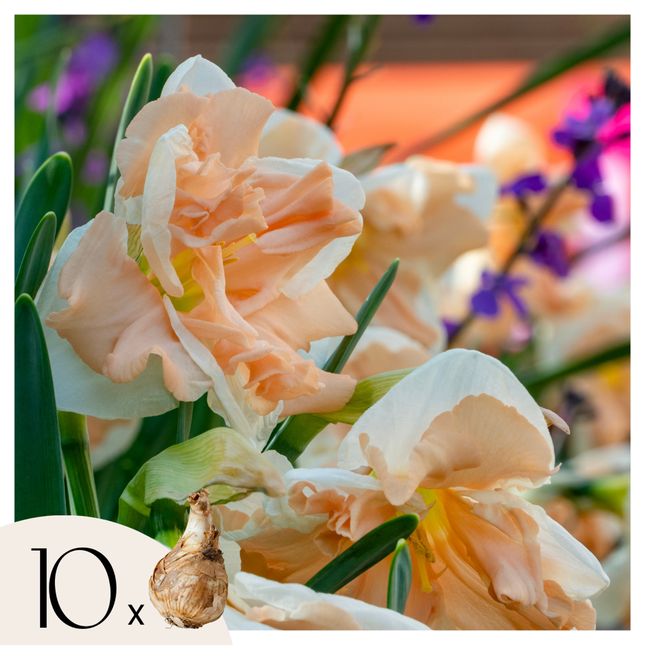 Ookch Jonquilles - Lot De 10 - Narcisse 'Apricot Whirl' - Bulbes À Fleurs - Orange