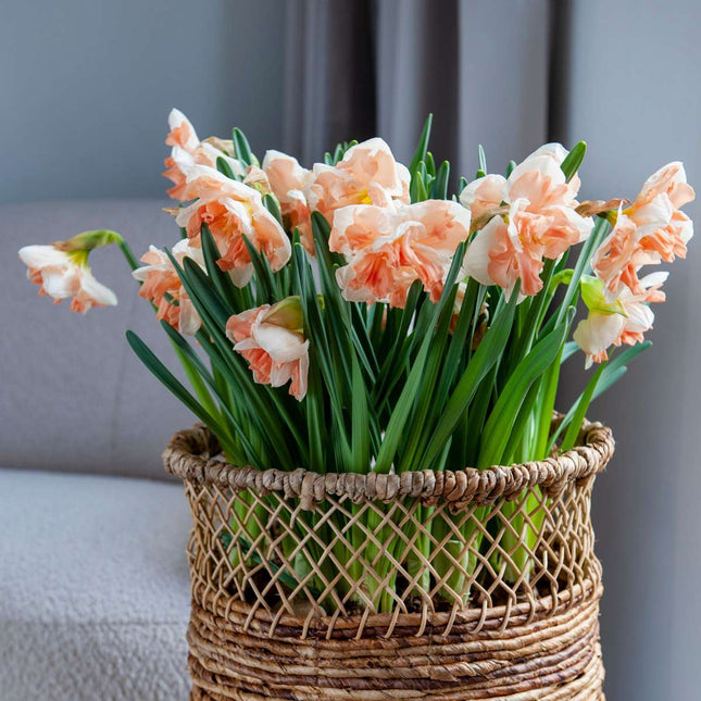 Ookch Jonquilles - Lot De 10 - Narcisse 'Apricot Whirl' - Bulbes À Fleurs - Orange