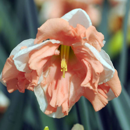 Ookch Jonquilles - Lot De 10 - Narcisse 'Apricot Whirl' - Bulbes À Fleurs - Orange