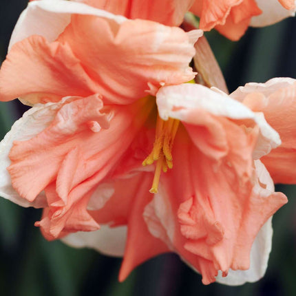 Ookch Jonquilles - Lot De 10 - Narcisse 'Apricot Whirl' - Bulbes À Fleurs - Orange
