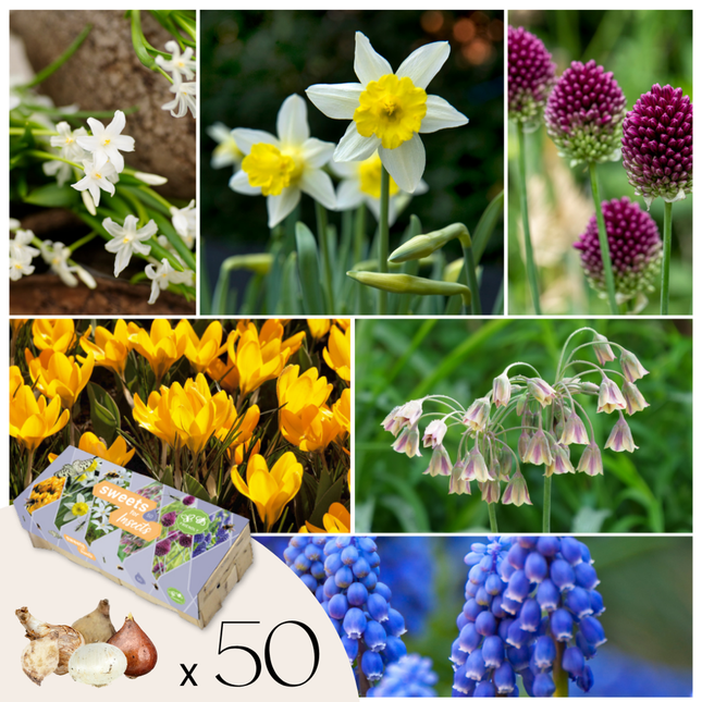 Ookch Bulbes À Fleurs Pour Insectes - Mélange De 50 - Attire Abeilles & Papillons