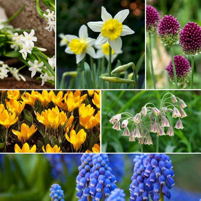 Ookch Bulbes À Fleurs Pour Insectes - Mélange De 50 - Attire Abeilles & Papillons
