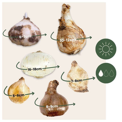 Ookch Bulbes À Fleurs Pour Insectes - Mélange De 50 - Attire Abeilles & Papillons
