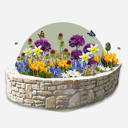 Ookch Bulbes À Fleurs Pour Insectes - Mélange De 50 - Attire Abeilles & Papillons