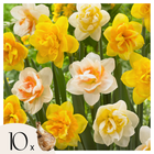 Ookch Narcisse - Set De 10 - Narcissus 'Double Mix' - Bulbes À Fleurs