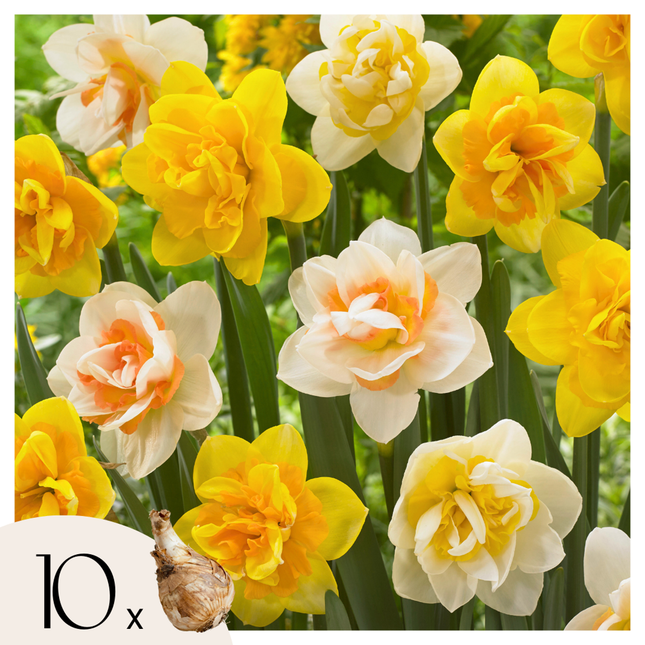 Ookch Narcisse - Set De 10 - Narcissus 'Double Mix' - Bulbes À Fleurs