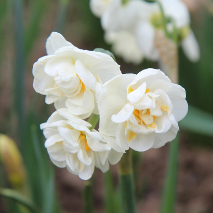 Ookch Narcisse - Set De 10 - Narcissus 'Double Mix' - Bulbes À Fleurs