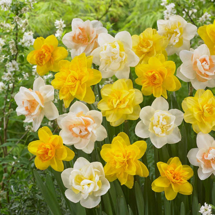 Ookch Narcisse - Set De 10 - Narcissus 'Double Mix' - Bulbes À Fleurs