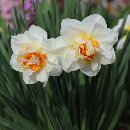 Ookch Narcisse - Set De 10 - Narcissus 'Double Mix' - Bulbes À Fleurs