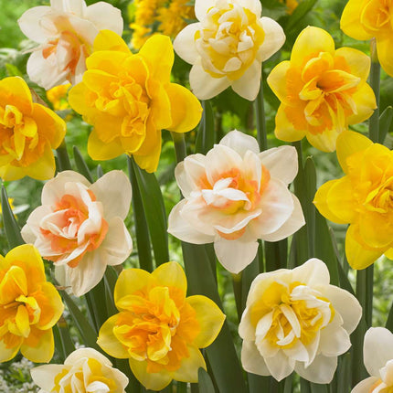 Ookch Narcisse - Set De 10 - Narcissus 'Double Mix' - Bulbes À Fleurs