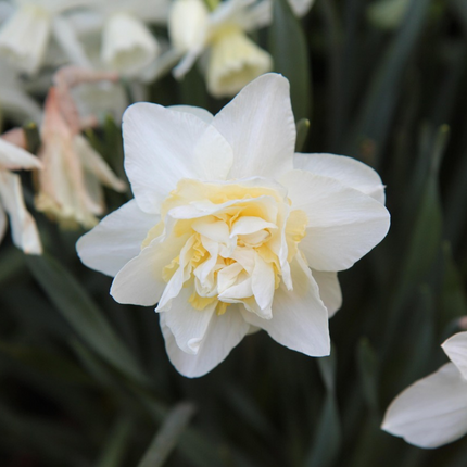 Ookch Narcisse - Set De 10 - Narcissus 'Double Mix' - Bulbes À Fleurs