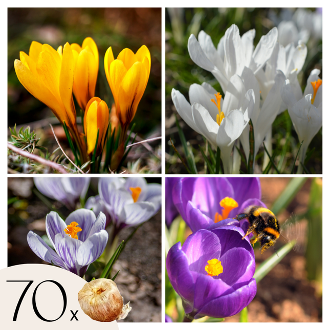 Ookch Bulbes De Crocus - Lot De 70 - Fleurs Printanières Colorées Pour Jardin