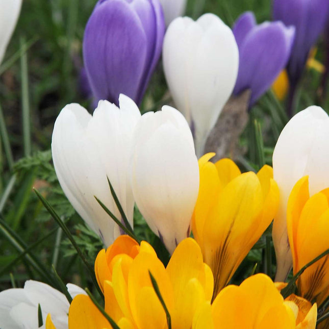 Ookch Bulbes De Crocus - Lot De 70 - Fleurs Printanières Colorées Pour Jardin