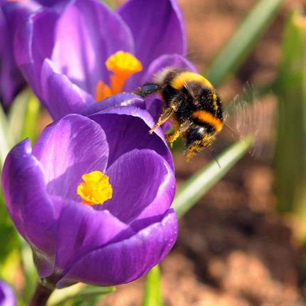Ookch Bulbes De Crocus - Lot De 70 - Fleurs Printanières Colorées Pour Jardin