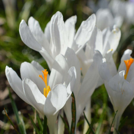 Ookch Bulbes De Crocus - Lot De 70 - Fleurs Printanières Colorées Pour Jardin