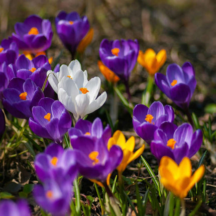 Ookch Bulbes De Crocus - Lot De 70 - Fleurs Printanières Colorées Pour Jardin