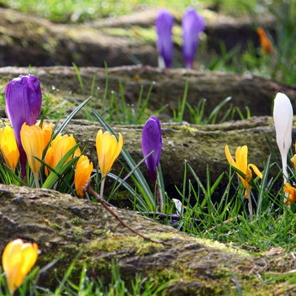 Ookch Bulbes De Crocus - Lot De 70 - Fleurs Printanières Colorées Pour Jardin