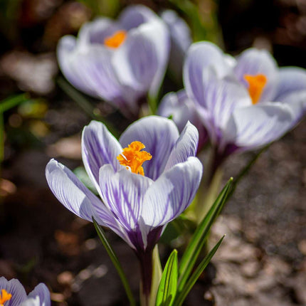 Ookch Bulbes De Crocus - Lot De 70 - Fleurs Printanières Colorées Pour Jardin